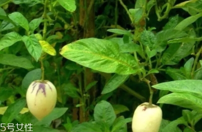 香瓜茄孕婦可以吃嗎？香瓜茄功效多