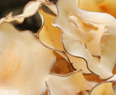 海底椰怎么吃？海底椰的做法