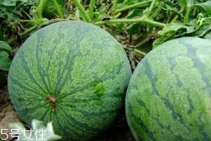打瓜可以直接吃嗎？打瓜的功效作用