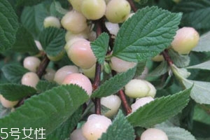 白玉櫻桃多少錢(qián)一斤？