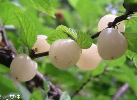 白玉櫻桃多少錢(qián)一斤？