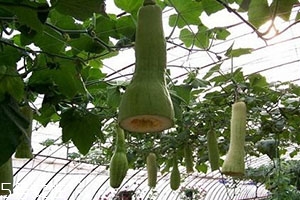 砍瓜怎么做好吃？教你烹飪砍瓜