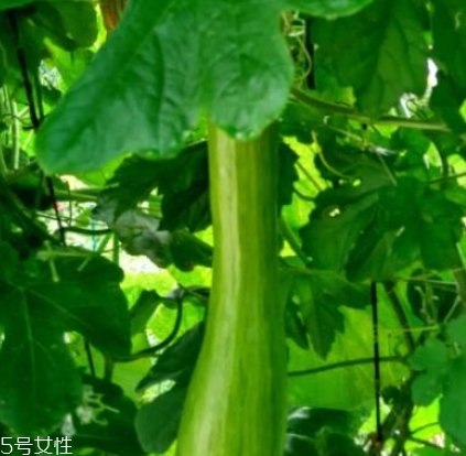 砍瓜怎么做好吃？教你烹飪砍瓜