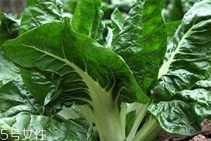 牛皮菜孕婦可以吃嗎？