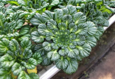 塔菜怎么做好吃？教你塔菜的做法