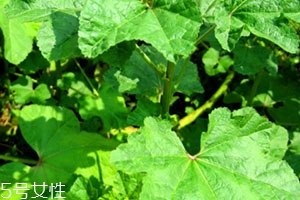 冬寒菜孕婦可以吃嗎？不建議孕婦吃冬寒菜
