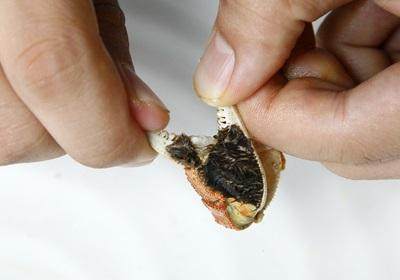 陽澄湖大閘蟹怎么吃？食陽澄湖大閘蟹注意事項
