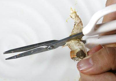 陽澄湖大閘蟹怎么吃？食陽澄湖大閘蟹注意事項