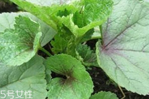 冬寒菜多少錢一斤？