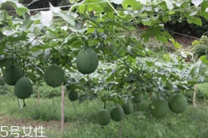 吊瓜怎么吃？吊瓜這樣做最好吃