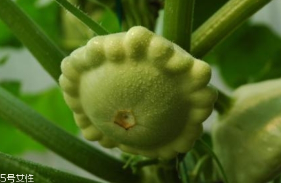 飛碟瓜蓮花果的功效作用 飛碟瓜怎么吃？