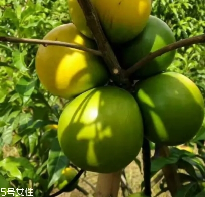 黃晶果多少錢一斤？黃晶果好吃嗎