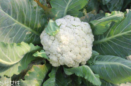 花椰菜吃的是什么部位？花苞部位最營(yíng)養(yǎng)