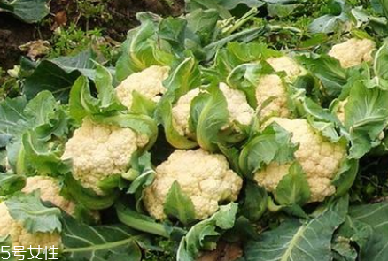 孕婦可以吃花椰菜嗎？促進(jìn)孕婦免疫力