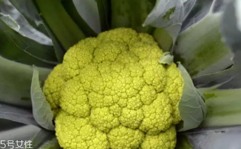 花菜在冰箱能放幾天？不要超過7天