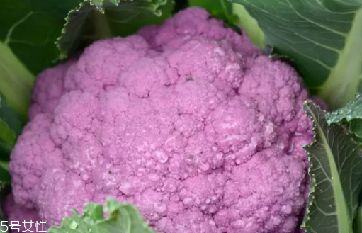 花菜在冰箱能放幾天？不要超過7天