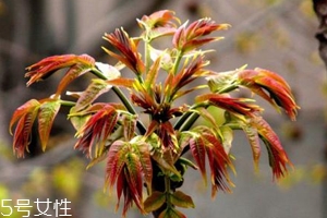 香椿怎樣長(zhǎng)期保存？這樣做可儲(chǔ)存一年