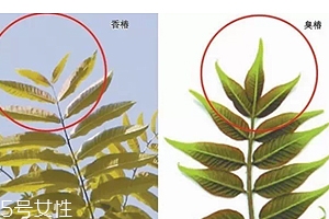 香椿和臭椿有什么區(qū)別？臭椿有毒不能吃