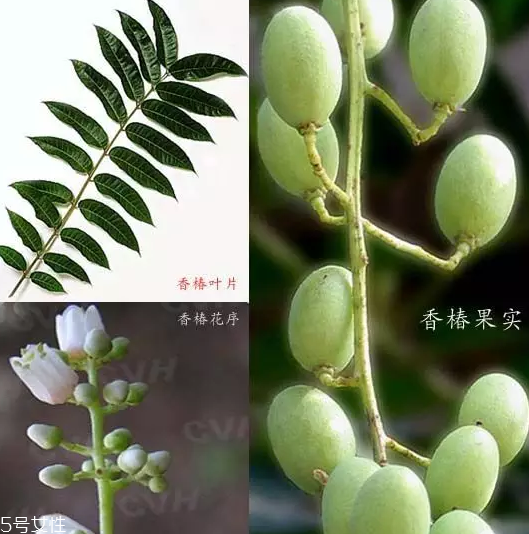 香椿和臭椿有什么區(qū)別？臭椿有毒不能吃