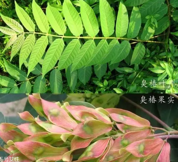 香椿和臭椿有什么區(qū)別？臭椿有毒不能吃
