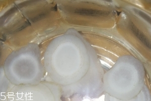 西洋參治什么?。课餮髤⒐π姶?><p><strong>西洋參治什么?。课餮髤⒐π姶?/strong></p></a></li> <li><a href=