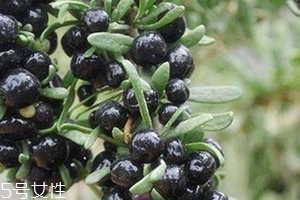 黑枸杞會過期嗎？這類都有保質(zhì)期