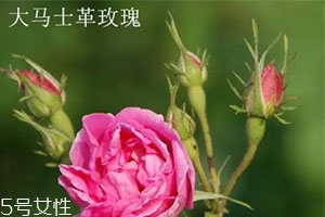 大馬士革玫瑰和平陰玫瑰哪個好？