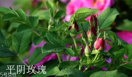 大馬士革玫瑰和平陰玫瑰哪個好？