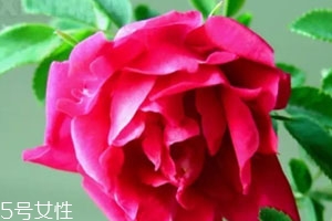 苦水玫瑰多少錢一斤？