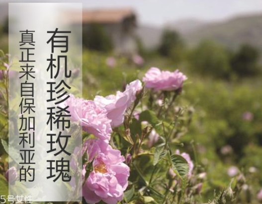純露可以代替爽膚水嗎？