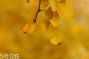 銀杏膠囊主要治什么?。?><p><strong>銀杏膠囊主要治什么?。?/strong></p></a></li> <li><a href=