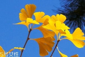 銀杏膠囊可以長(zhǎng)期吃嗎？可以長(zhǎng)期吃