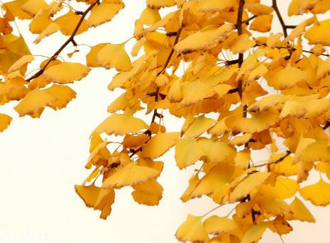 銀杏膠囊可以長(zhǎng)期吃嗎？可以長(zhǎng)期吃