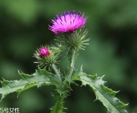 諾奧奶薊提取物膠囊怎么樣？效果還不錯(cuò)