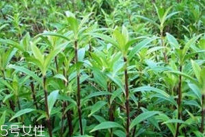龍膽草多少錢一斤 大多在40到75元之間