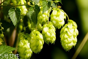 啤酒花是什么？啤酒花功效與作用