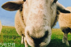 綿羊油和貂油哪個(gè)好？