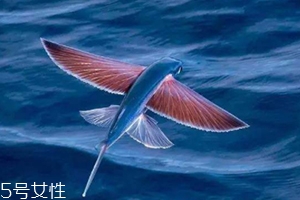 飛魚籽是什么魚的籽？壽司美味的秘訣