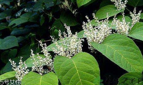 白藜蘆醇哪些人不能吃？過(guò)量有毒性