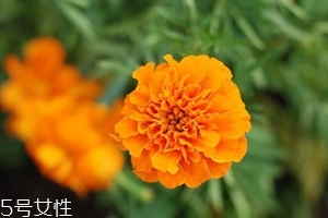 葉黃素多少錢一瓶？