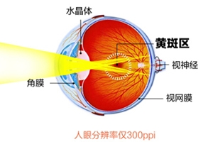 葉黃素和藍(lán)莓素哪個好？更推薦葉黃素