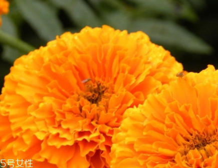 葉黃素和藍(lán)莓素哪個(gè)好？更推薦葉黃素