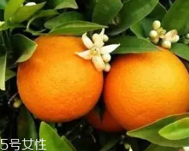 柑橘調(diào)香水好聞嗎？吃了這個(gè)大橘子