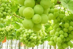 葡萄籽會上火嗎？正常是不會的