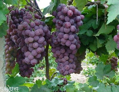 葡萄籽會(huì)上火嗎？正常是不會(huì)的