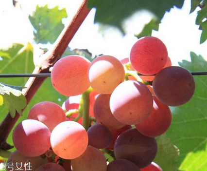 葡萄籽能去黃褐斑嗎？有一定效果