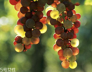 葡萄籽能長(zhǎng)期服用嗎？
