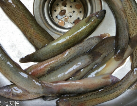 泥鰍是鯰魚嗎？泥鰍跟鯰魚不同