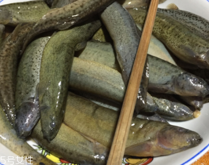 泥鰍是鯰魚嗎？泥鰍跟鯰魚不同