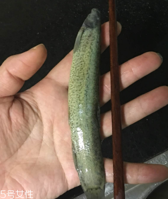 泥鰍會吃小魚嗎？這個是不會的